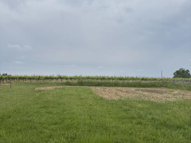 Pugnac Vente Terrain 33