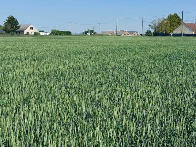Puiseaux Vente Terrain 45