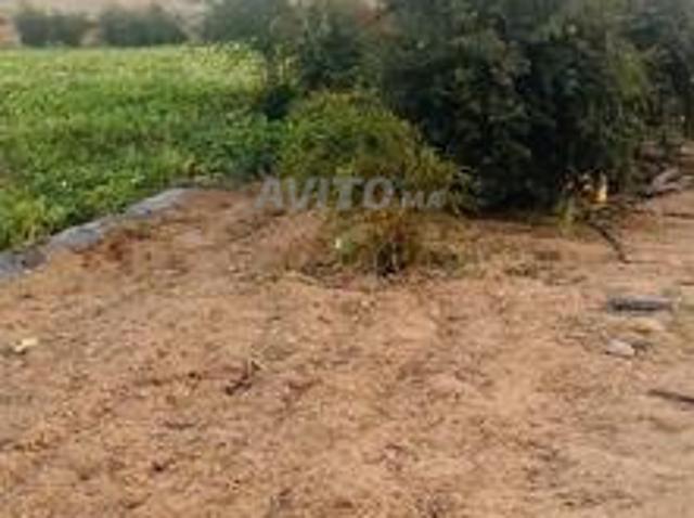Quatre hectares titrés, maison et puits à Tiflet