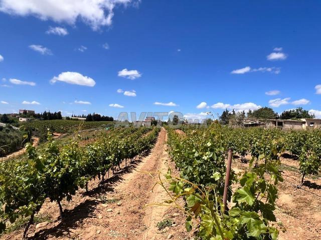 Quatre hectares titrés sur route, maison, vignes et équipement