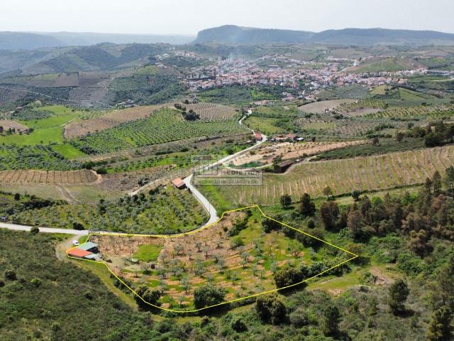 Quitinha no Douro Freixo de Espada Cinta