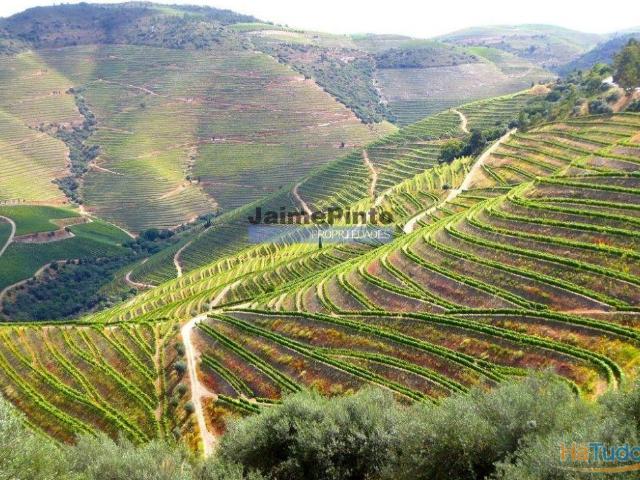 Quinta 10ha de Vinho do Porto e DOC, Pinhão. Portugal, Douro. | 26083790307