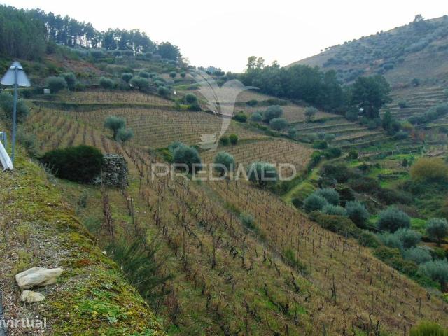 Quinta 14ha Regio Demarcada do Douro Vinhateiro