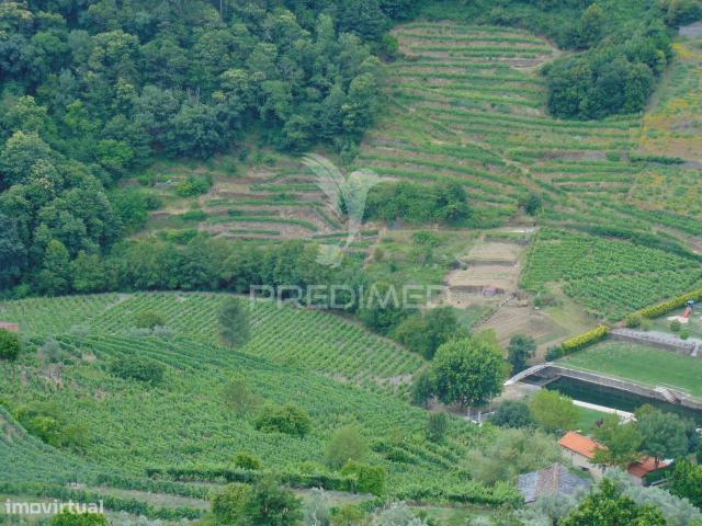 Quinta c/ vinha em produo em Santa Marta de Penaguio