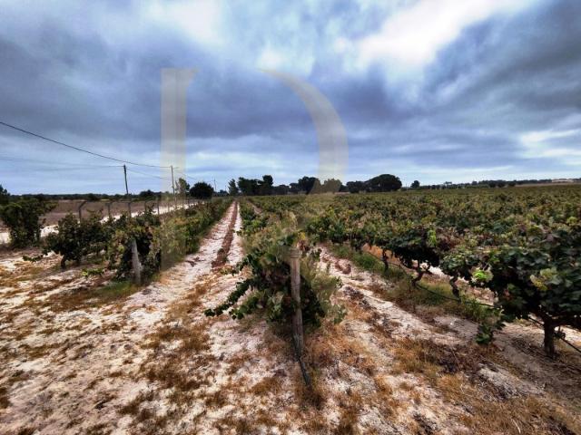 Quinta com moradia isolada térrea em Pegões Palmela