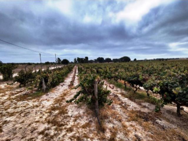 Quinta com moradia isolada térrea em Pegões Palmela