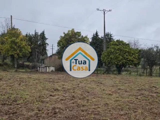 Quinta com Olival, Vinha e Árvores de Fruto – 4.520 m² – Ferreira do Zêzere