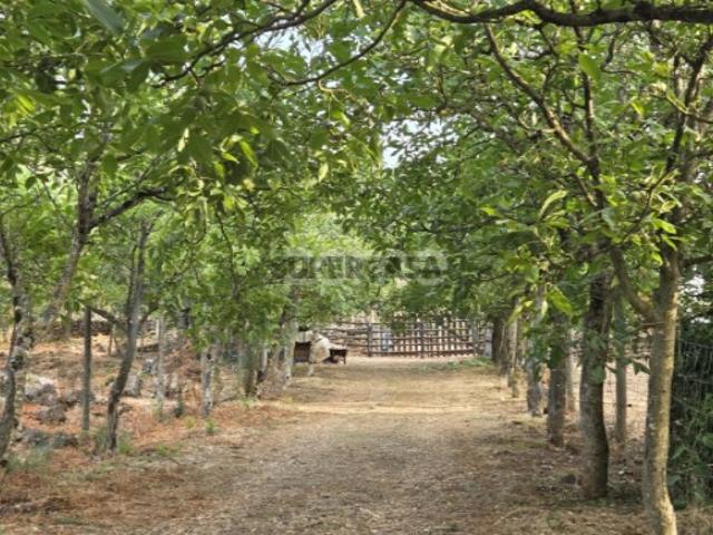 Quinta com cerca de 5,5ha Património Natural com Potencial Único