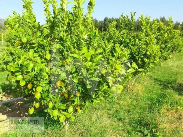 Quinta com Produção de Agricultura Biologica com Enorme Rentabilidade com 5ha Louriçal do Campo