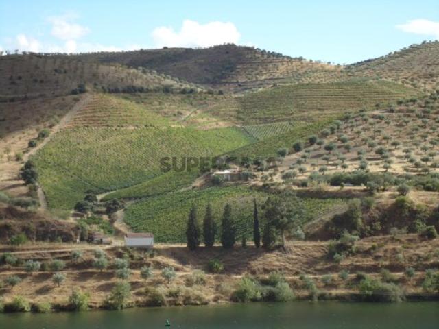 QUINTA COM VINHA FIGUEIRA DE CASTELO RODRIGO