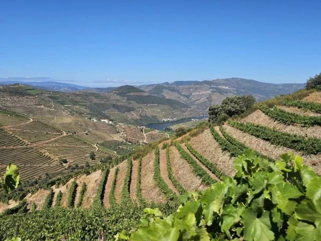 Quinta com 20 Hectares no Douro | Vinha em Produção, Olival e Marca Própria