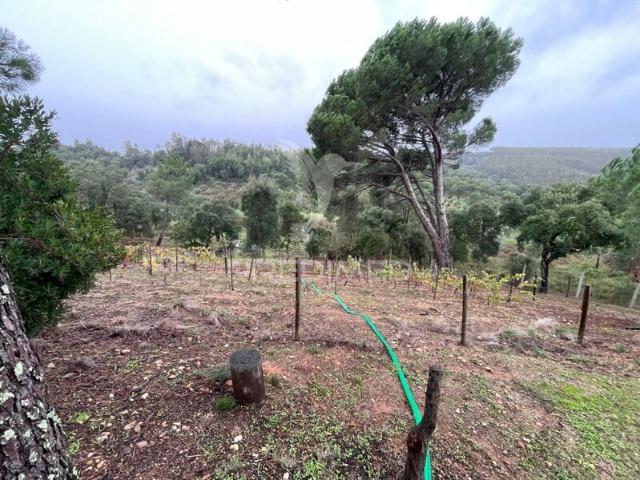 Quinta à venda em concelho de Abrantes, Santarém, Portugal
