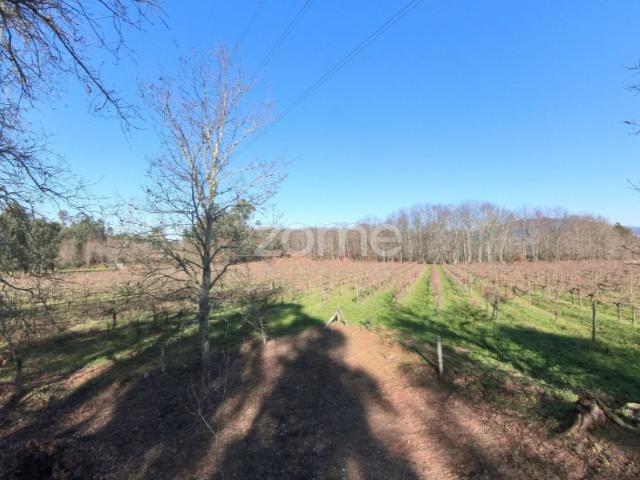 Quinta Agrícola 13300m2 em Barreiros, Amares