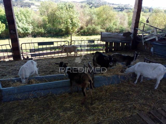 Quinta agrícola