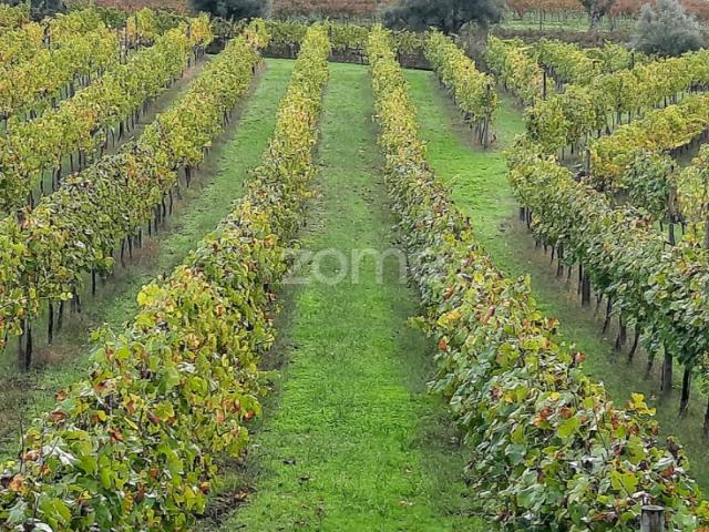 Quinta Baião, 40min Porto, Vinha VITIS, 4 Casas, 12ha