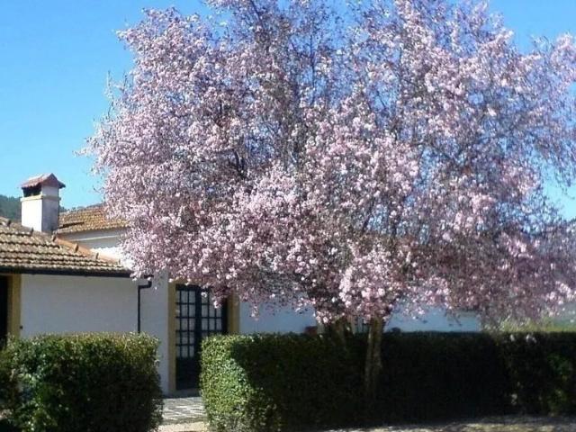 Quinta Brasonada Histórica no Coração do Douro Valley