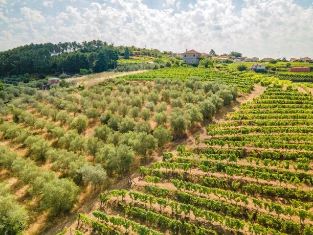 Quinta do Fojo / T8 / Vinhas / Oliveiras