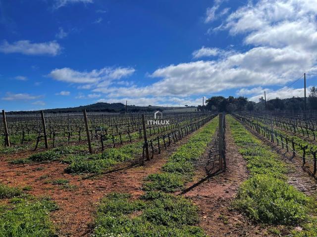Quinta de 15 hectares de vinha em plena produção em Estremoz