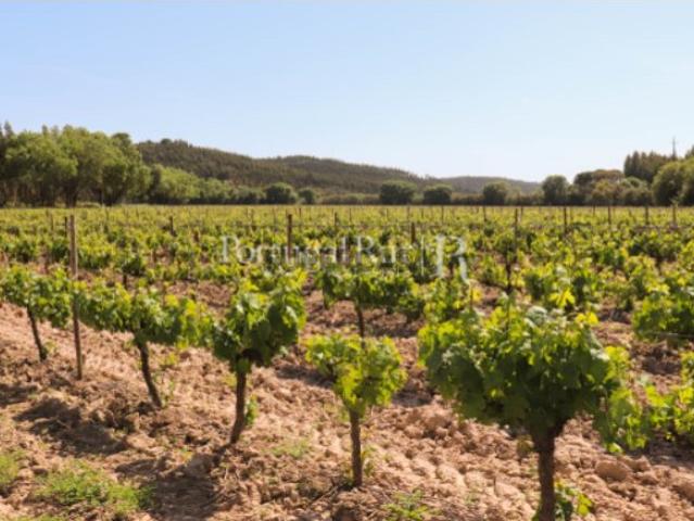 Quinta de 23ha com vinha e eucaliptos