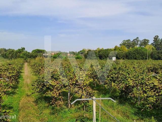 QUINTA DE 2,5 HA COM POMAR DE KIWIS, EM CANTANHEDE