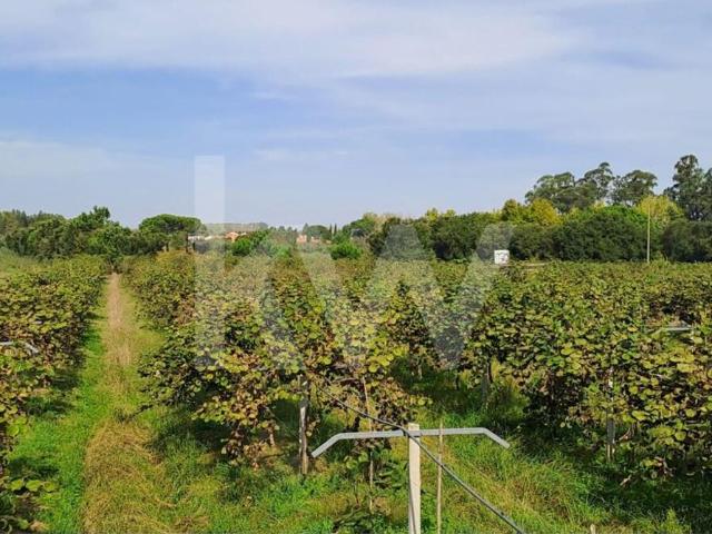 QUINTA DE 2,5 HA COM POMAR DE KIWIS, EM CANTANHEDE