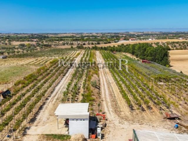 Quinta de 7,2 hectares com vinha em Santarém