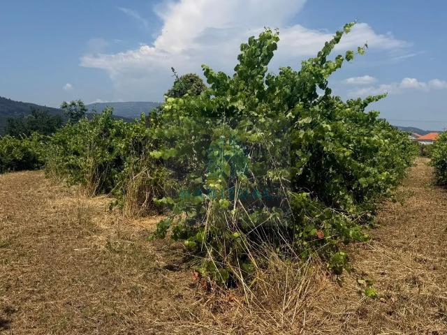 QUINTA DE AGRO TURISMO EM MONÇÃO