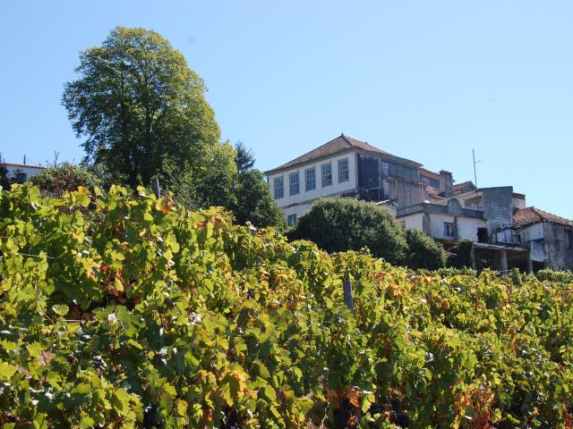 Quinta de Balteiro | Armamar | Douro | Portugal
