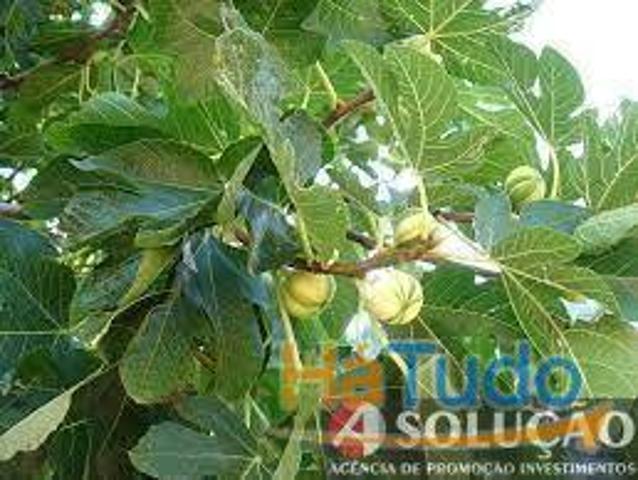 Quinta de figueiras Terreno agricola | 26084057693