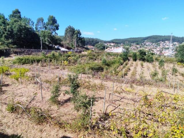 Quinta de S. Cláudio em Curvos / Esposende 2932 | 26064093298