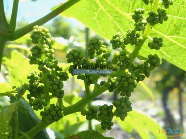 Quinta de Vinho do Porto e Doc. Portugal, Douro, Pinhão. | 26083659921