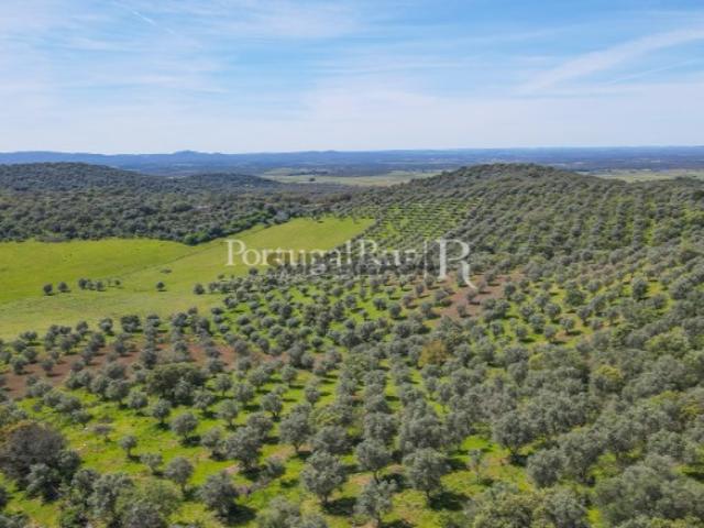 Quinta em Estremoz com Projeto Aprovado até 500m2
