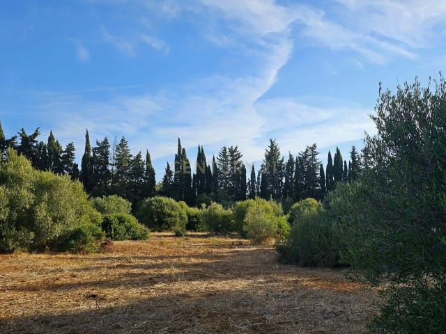 Quinta em Lagos, Praia da Luz, 46.000 m2, 2 casas e 2 Armazéns