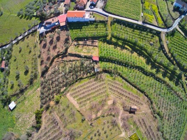 Quinta em Lamego, Cepões