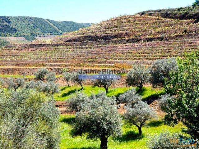Quinta, Olival, Vinha, Casa Agrícola, no Pocinho. Portugal, V. N. Foz Côa. | 26084062444
