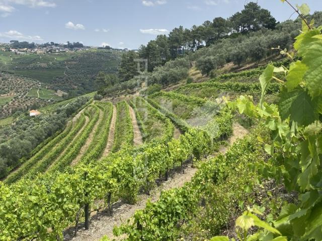 Quinta no Alto Douro Vinhateiro