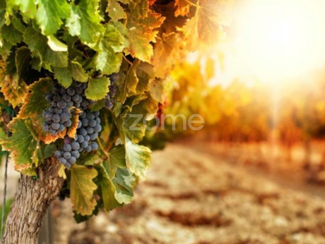 Quinta no Douro