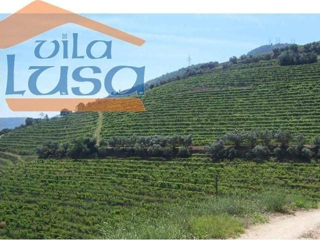 Quinta no Douro Margem Esquerda