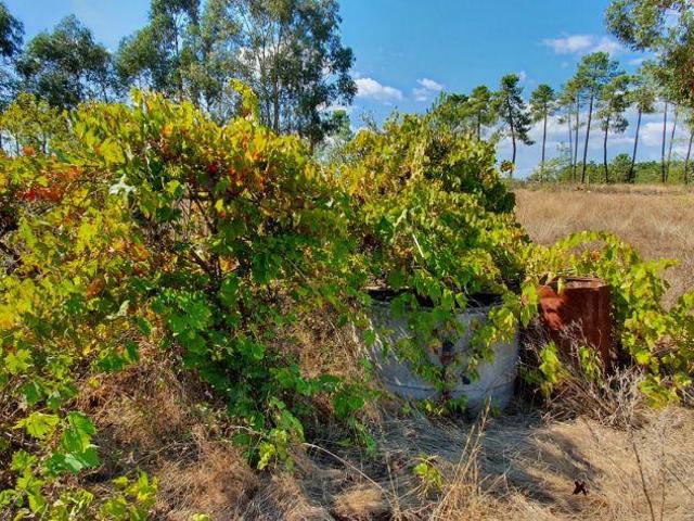 Quinta para venda na freguesia de Santo André das Tojeiras Castelo Branco | 26073529635