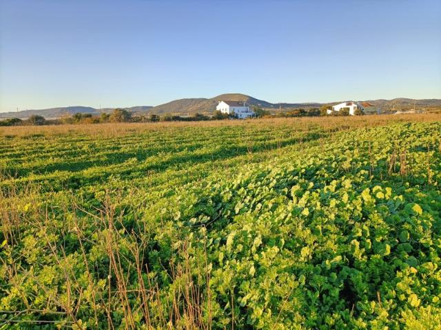 Quinta para recuperar com 65.000m2 a 5 kms de Faro