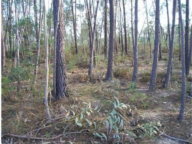 Quinta T0 à venda em Castelo Branco