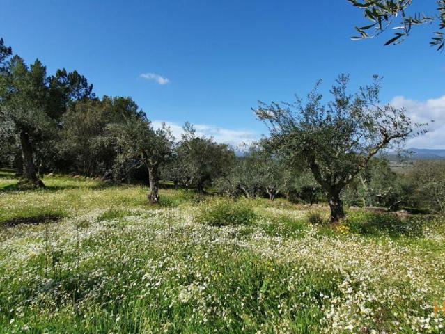 Quinta Venda em Freixial e Juncal do Campo,Castelo Branco | 26062655566