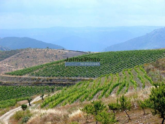 Quinta Vinho do Porto, 25ha, Douro. Portugal, V. N. Foz Côa