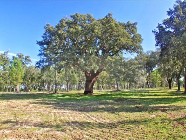 Quinta/Herdade, Melides, Grândola | BPI Expresso Imobiliário