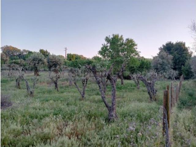 Quintas e casas rústicas em Borba Matriz