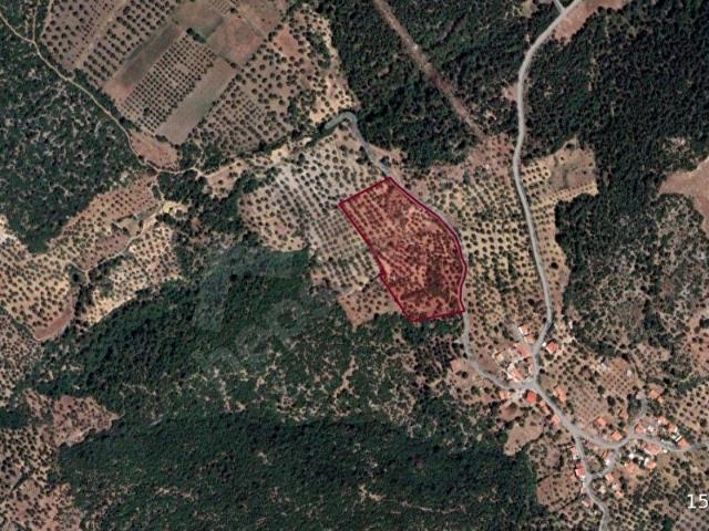R4ZEYTİNDAĞDA FULL DENİZ MANZARALI 18 DÖNÜM, KADASTRAL YOLA 200 METRE CEPHELİ TARLA !