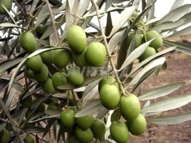 أرض فلاحية بأشجار الزيتون