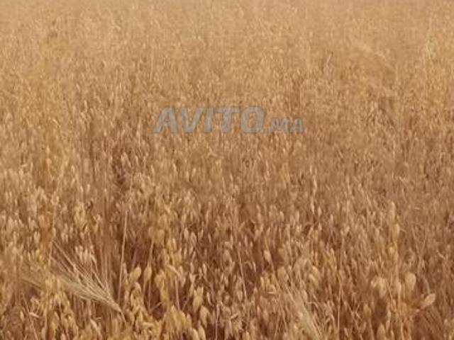 أرض فلاحية للبيع