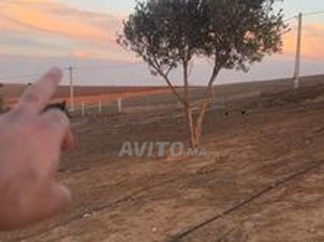 ارض 2300متر فيها اسطبل 5كم من المدينة