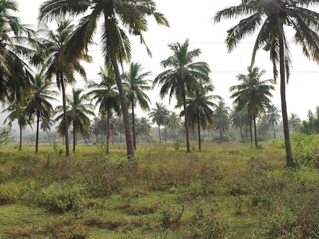 Rambilli, Vizag North Commercial Land 8 Acre in Rambilli Vizag Listing ID: #10337